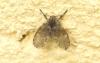 Clogmia albipunctata